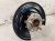 2024 Acura Integra Rear Passenger Knuckle Replacement 2024 Acura Integra Rear Passenger Knuckle Replacement thumbnail