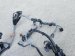 2025 Honda Accord Engine Harness 1.5l Replacement 2025 Honda Accord Engine Harness 1.5l Replacement thumbnail