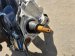 2024 Acura Integra Driver Sprindle Type S Replacement 2024 Acura Integra Driver Sprindle Type S Replacement thumbnail