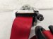 2024 Acura Integra Passenger Belt Type S Replacement 2024 Acura Integra Passenger Belt Type S Replacement thumbnail
