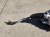 2025 Honda Civic Rack Pinion Si Replacement 2025 Honda Civic Rack Pinion Si Replacement thumbnail