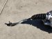 2025 Honda Civic Rack Pinion Si Replacement 2025 Honda Civic Rack Pinion Si Replacement thumbnail